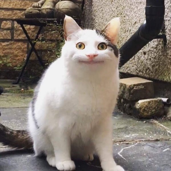 Кот Мем