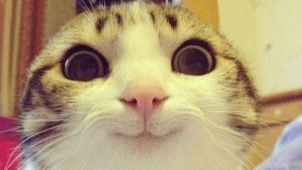 Котик улыбается Мем
