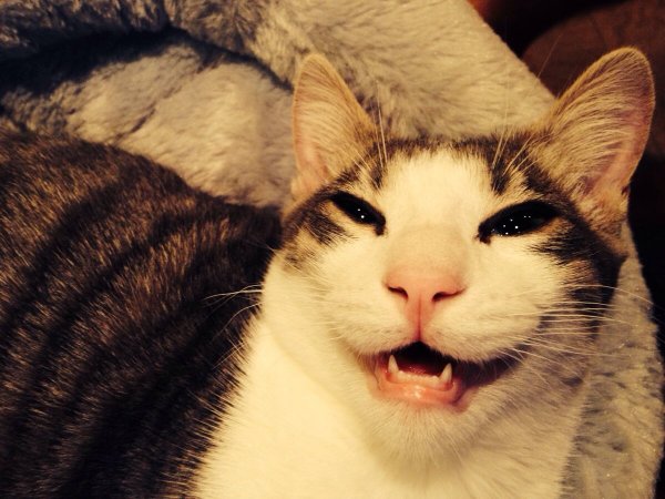 Ехидная улыбка кота