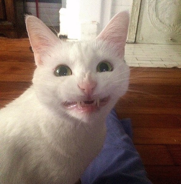 Кот Мем