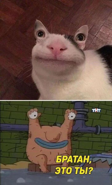Кот улыбается Мем