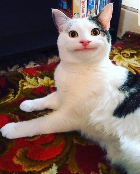 Кот Мем