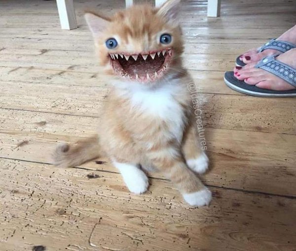Зубастый кот