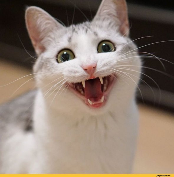 Улыбка кота