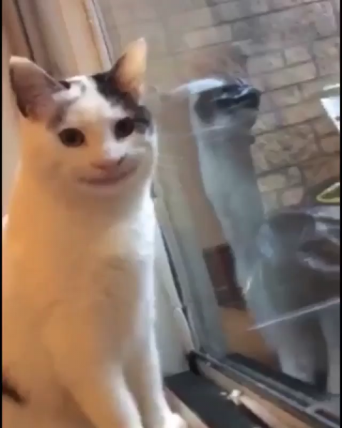 Кот улыбается Мем