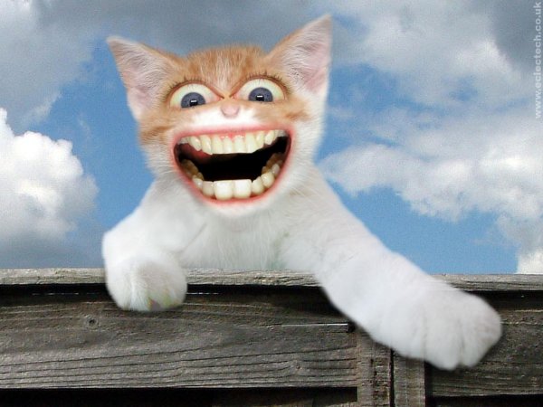 Смешной кот улыбается