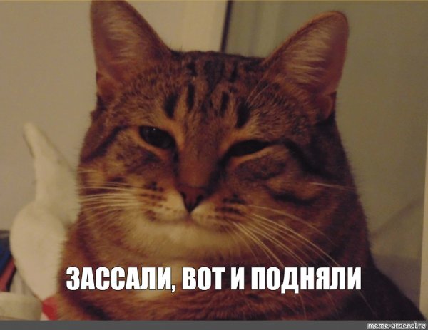 Добрый кот Мем