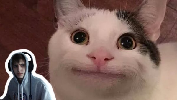 Кота Жмыхнуло