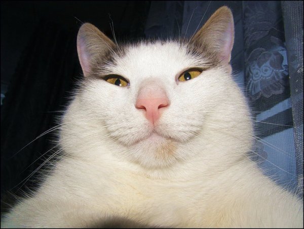 Мемы с довольным котом