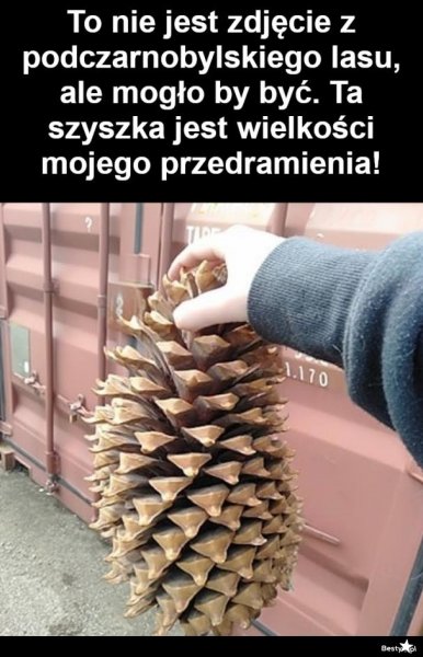 Шутки про шишки