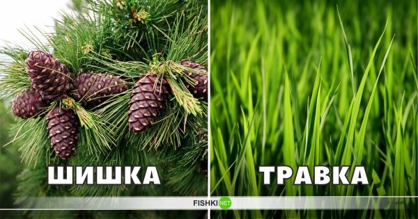Садись на шишку