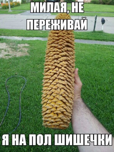 Шишка прикол