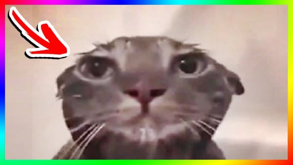 Мем коты с тиктока