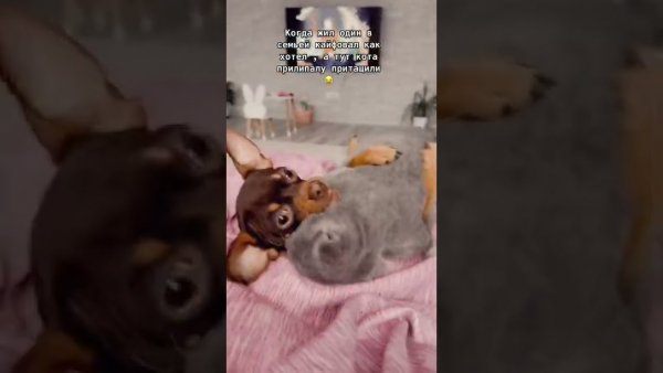 Кот винаушниках ылексит