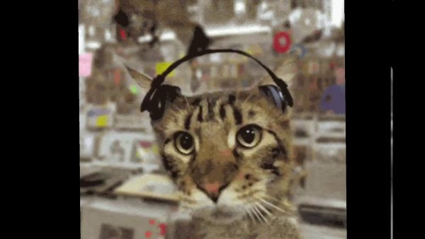 Кот флексит из тик тока