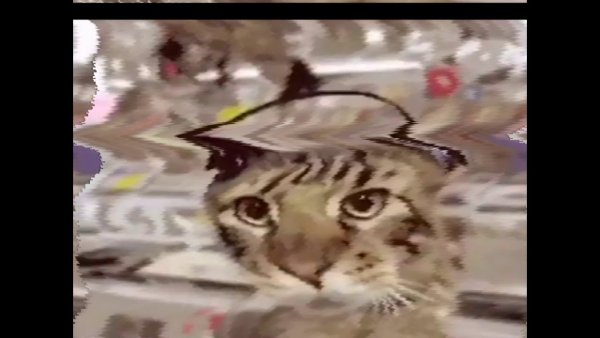 Мемы котов из тик тока