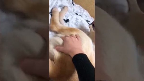 Плачущий кот из тик тока