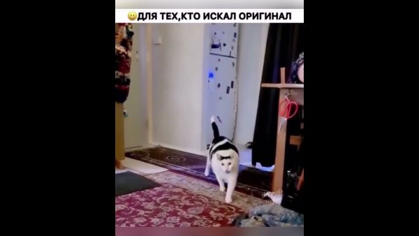 Кот открывает рот