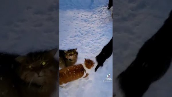 Кот из тик тока танцует