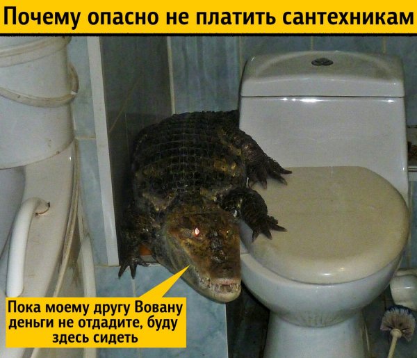 Вылез крокодил из унитаза