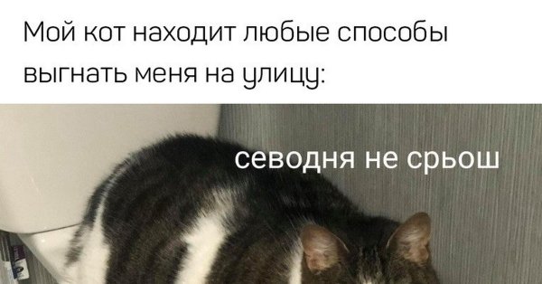 Сегодня не срьош Мем