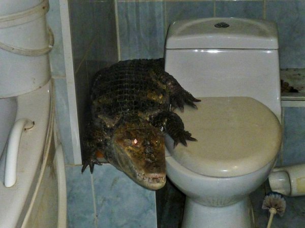Сегодня не срьош Мем