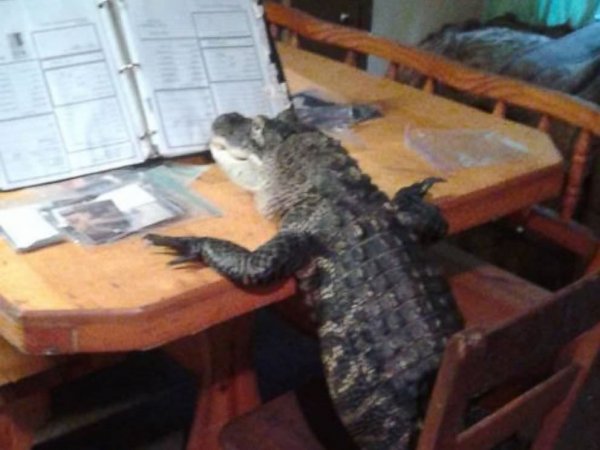 Крокодил прикол