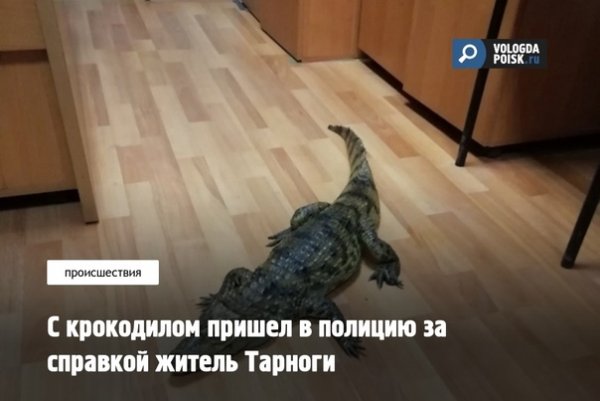 Ловите наркомана крокодил