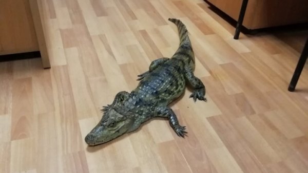 Сегодня не срешь крокодил