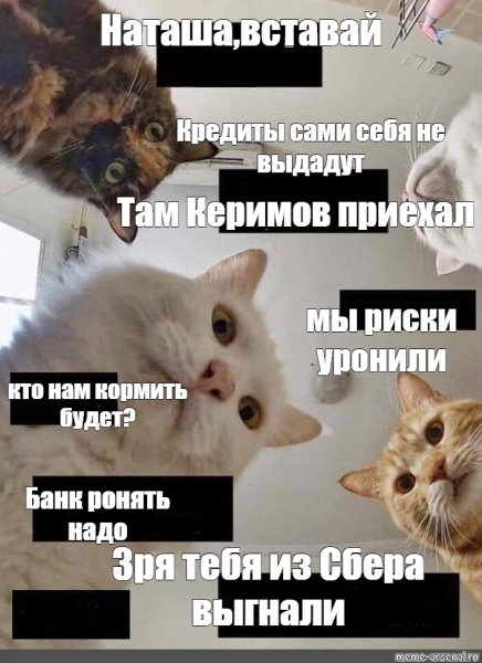 Мем с котами Наташа вставай
