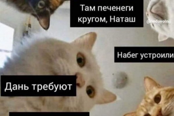 Мемы про наипшу и котов