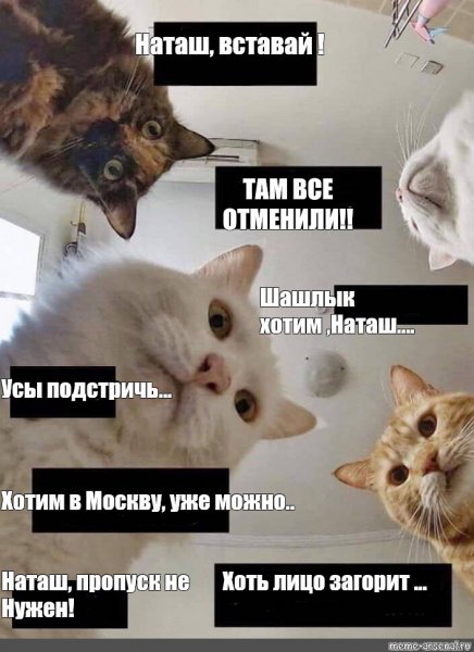 Мем с котами Наташа мы все уронили
