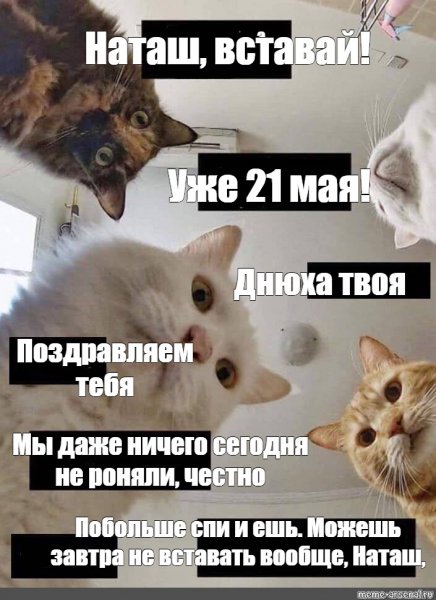 Наташа вставай коты
