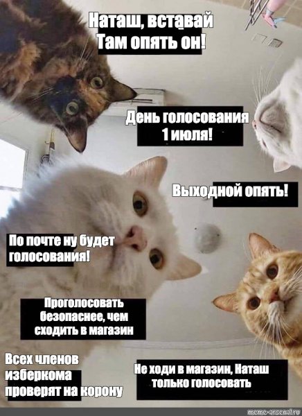 Мем с котами Наташа