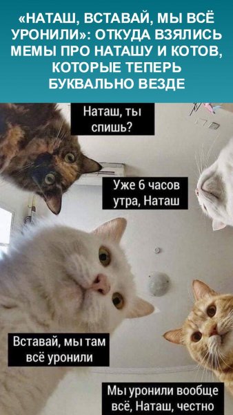 Наташа вставай коты