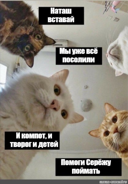 Наташа и коты мемы