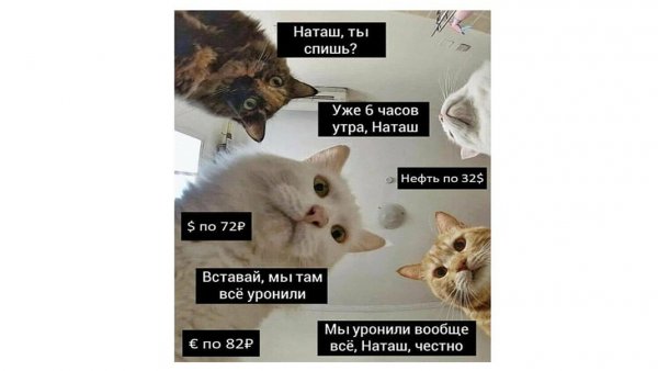 Наташа и коты