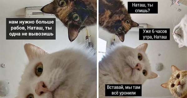 Котики Наташа вставай