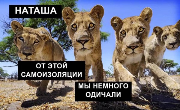Нагаш вставай