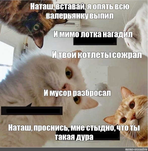 Наташа и коты