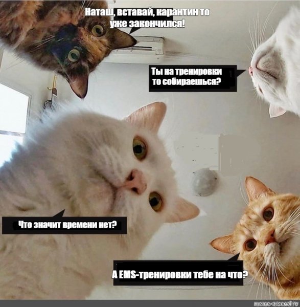 Наташа вставай коты оригинал