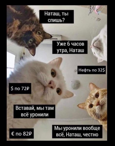 Мем с котами Наташа вставай