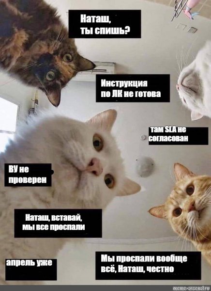 Мем Наташа и коты