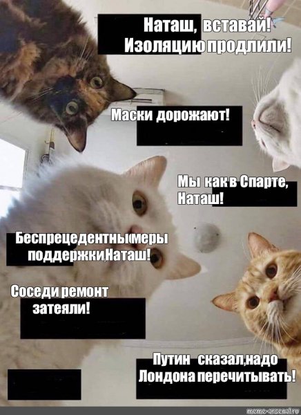 Наташа с днём рождения коты Мем