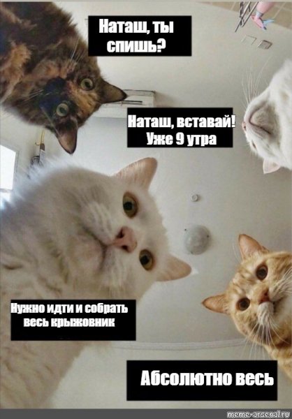 Кот Мем