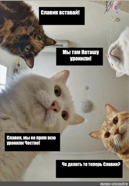 Мем с котами Наташа вставай