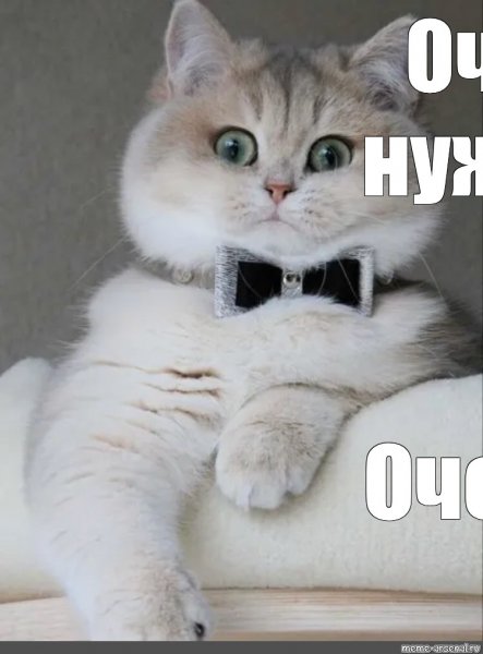 Котик Мем