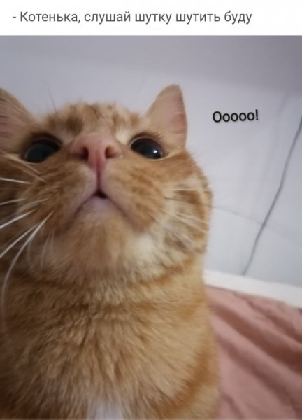 Красивое Мем про котов