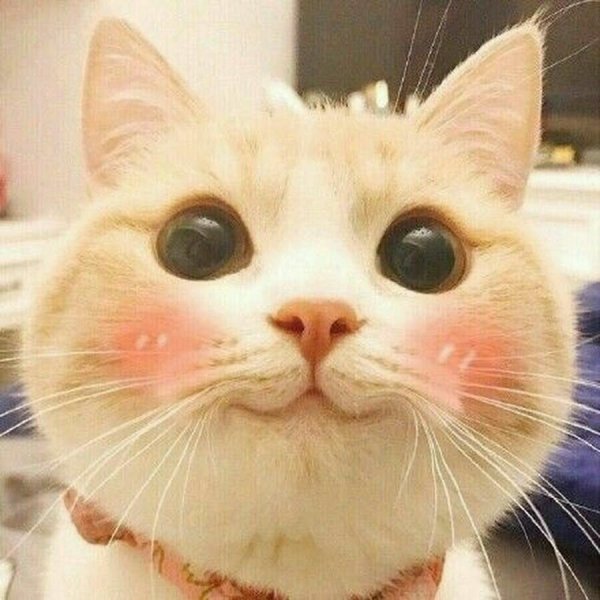 Коты мемы