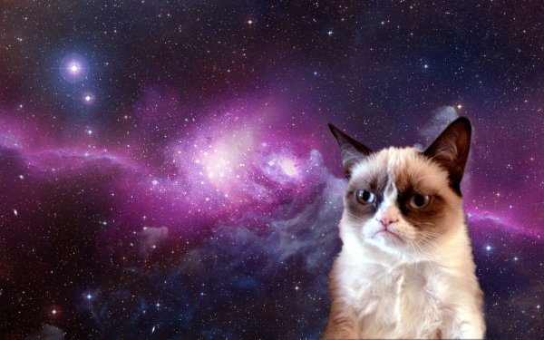 Коты на фоне космоса